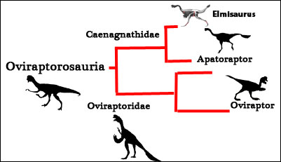 Simplified cladogram of the Oviraptorosauria.