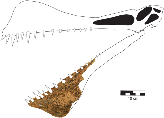 Thapunngaka-shawi fossil and skull drawing