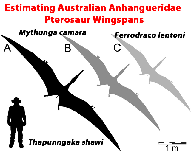 Estimating the size of the wingspan of Australian pterosaurs.