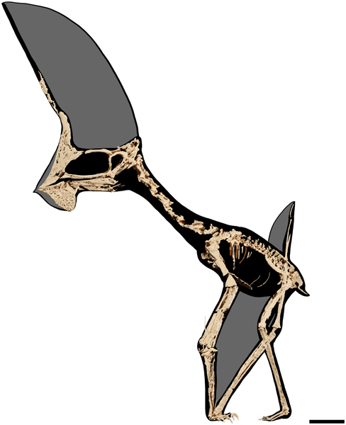 Tupandactylus navigans skeleton reconstruction.