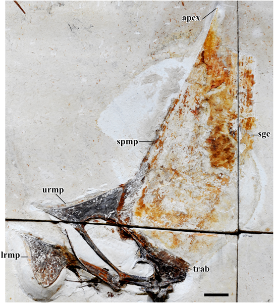 Close-up view of the skull of T. navigans with soft tissue preservation.