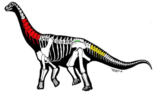  Shengjinkou Formation Sauropod Fossils