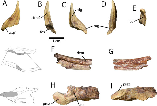 Fragmentary cranial and axial elements attributed to Elmisaurus rarus