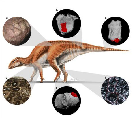 Life Reconstruction of Gobihadros with pathology highlighted