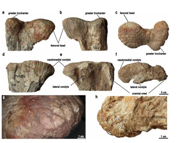 Fragmentary limb bones of Gobihadros mongoliensis indicate elderly dinosaur fossil remains.