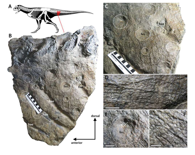 Detailed view of the skin of Carnotaurus (base of the tail).