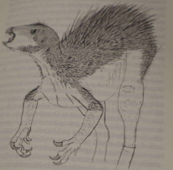Drawing of a heterodontosaurid dinosaur
