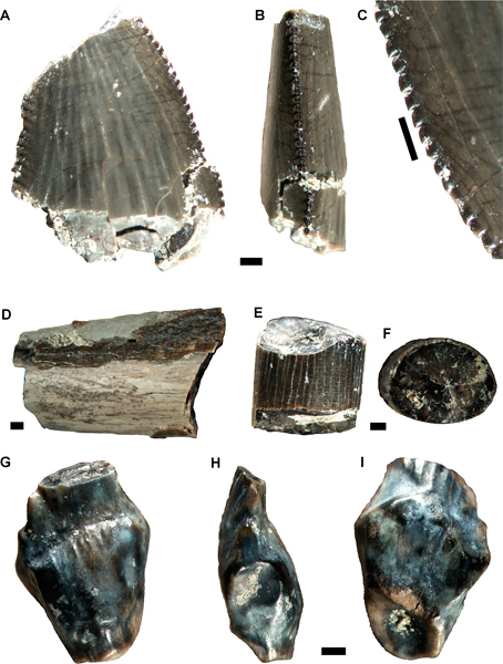 Dinosaur teeth from the Cerro Fortaleza Formation (Argentina)