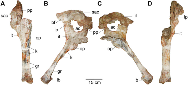 Views of the partial hip bones of Kurupi itaata
