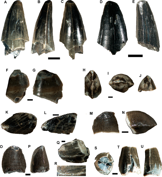 Peirosaurid teeth from the Cerro Fortaleza Formation.