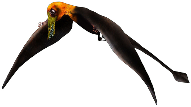 Rhamphorhynchid pterosaur ife reconstruction.