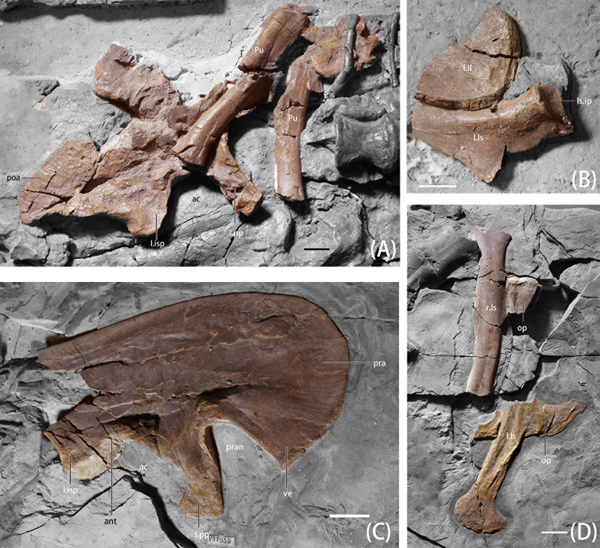 Photographs of pelvic girdle elements of Beipiaosaurus.
