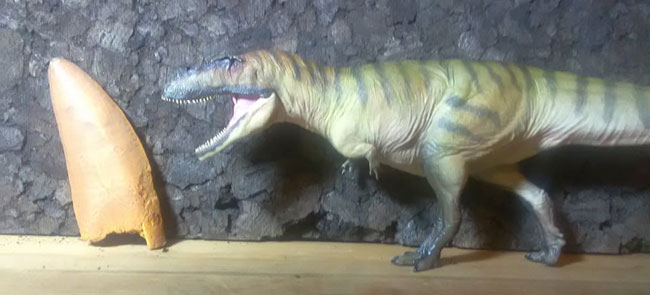 Gamba the Carcharodontosaurus model next to a carcharodontosaurid tooth