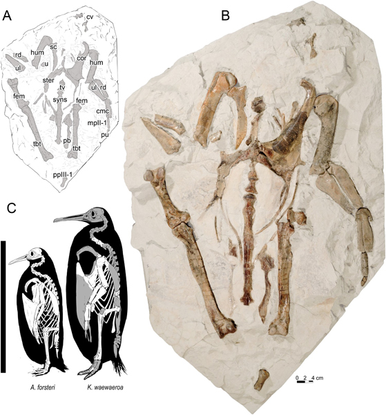 Kairuku waewaeroa line drawing, holotype fossil and scale comparison with an Emperor penguin.