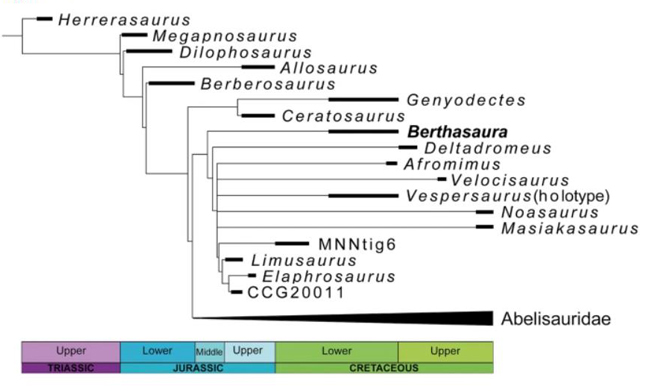Phylogenetic relationship of Berthasaura leopoldinae.