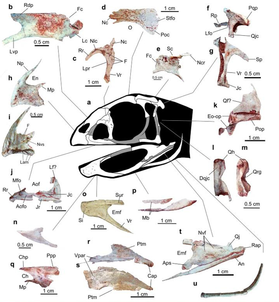 Berthasaura skull fossils and interpretative line drawing.