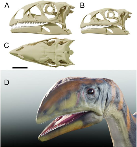 Computer generated models of skulls and a life reconstruction of Issi saaneq.