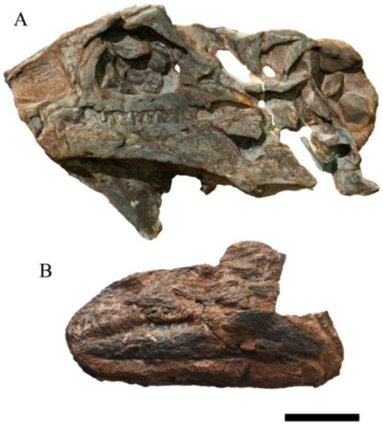 Photograph of the skulls NHMD 164741 and NHMD 164758