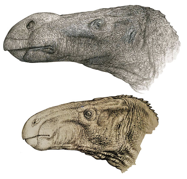 Brighstoneus (top) compared to Mantellisaurus (bottom).