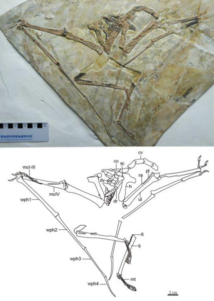 Sinopterus dongi pterosaur fossil and line drawing.