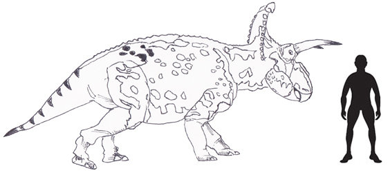 A scale drawing of Albertaceratops