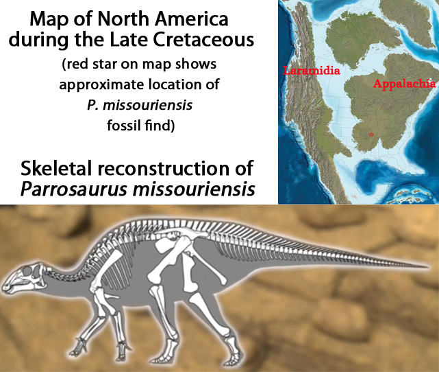 Parrosaurus map and skeletal reconstruction