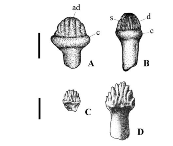 Examples of Thyreophoran teeth (stegosaur and ankylosaur)