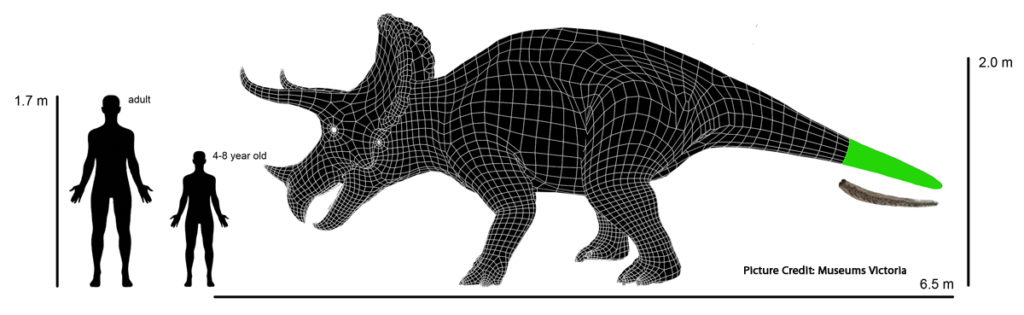 Scale drawing T. horridus