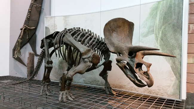 Triceratops on Display