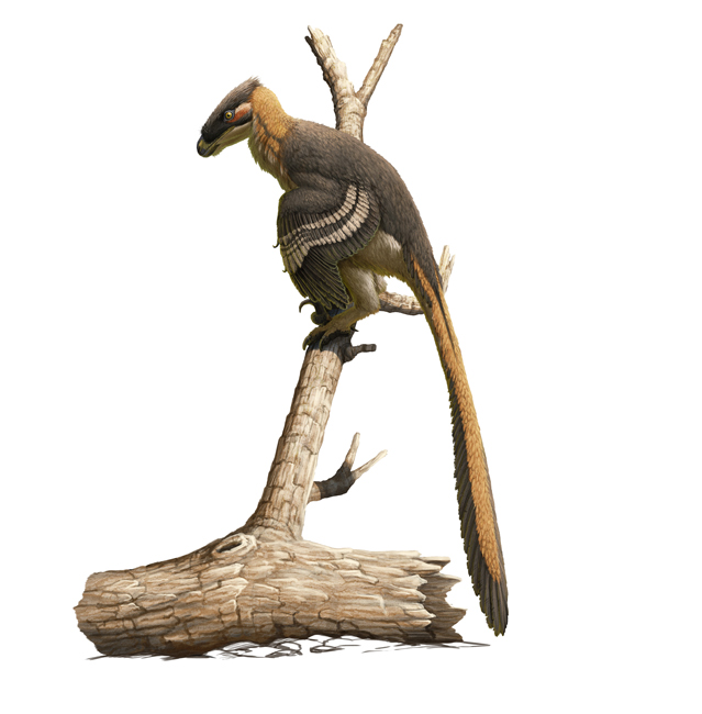 Vectiraptor greeni life reconstruction.
