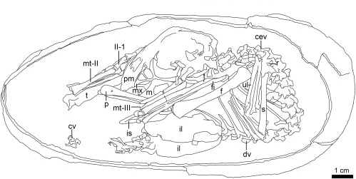 Oviraptorosaur embryo line drawing.