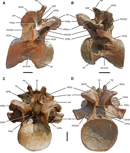 Hudiesaurus vertebra