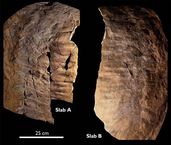 Arthropleura fossil from Northumberland