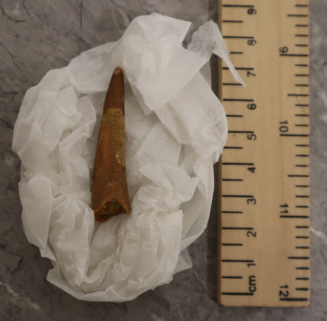 Fossil pterosaur tooth