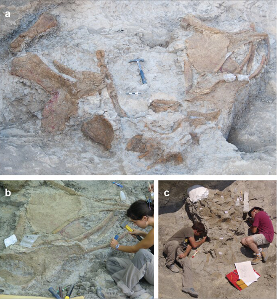 Abditosaurus kuehnei fossil excavation.