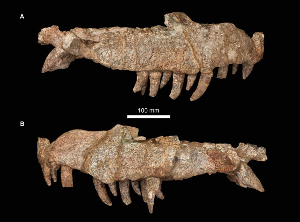Photographs of the skull of Mambawakale ruhuhu (Holotype)
