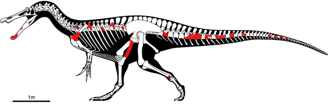 Iberospinus skeletal reconstruction.