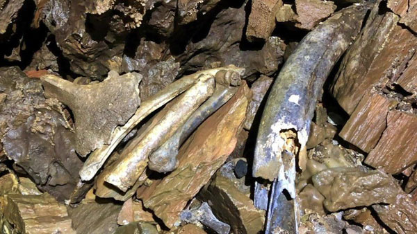 Ice Age Prehistoric Animal Remains found in Devon