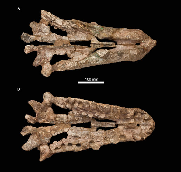 Photographs of the skull of Mambawakale ruhuhu in (a) dorsal view and (b) ventral view