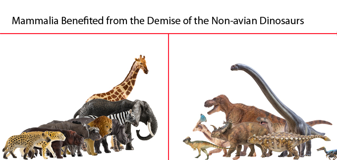 Mammals benefited from the extinction of the non-avian dinosaurs.