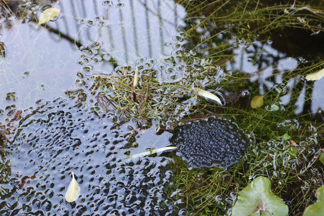 More frogspawn laid in the office pond (16th March 2022).