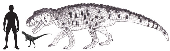 Dinosauromorph compared to Prestosuchus