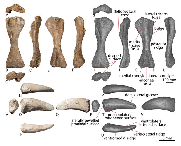 Views of the juvenile Diamantinasaurus fossils (AODF 663) a right humerus and right manual ungual with accompanying digital models.