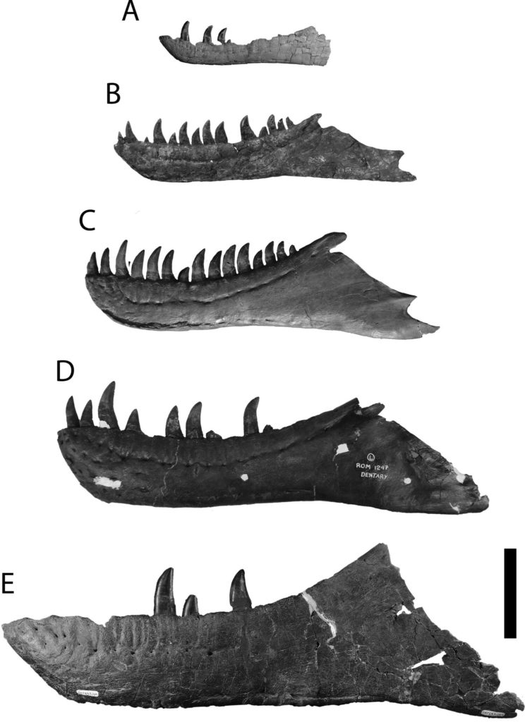 Gorgosaurus dentaries compared