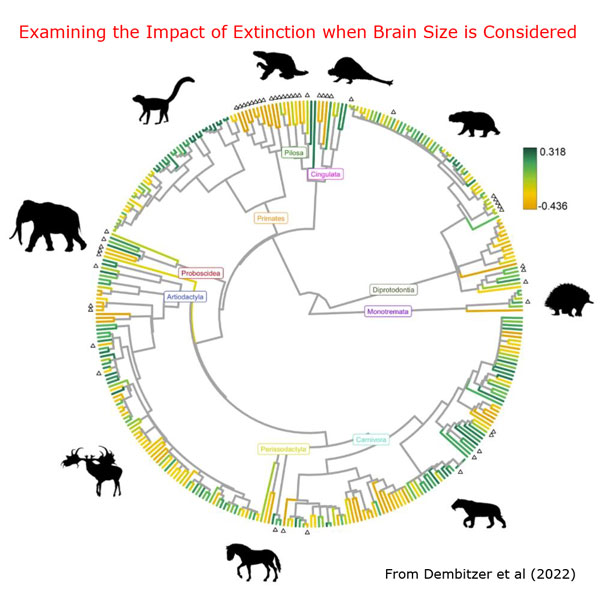 Quaternary mammal extinction study