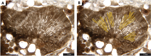 Thin section images of a single bryomorph organism from the Harkless Formation (Nevada).