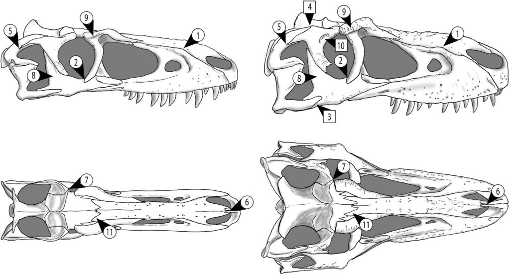 Juvenile and adult Gorgosaurus skulls compared.