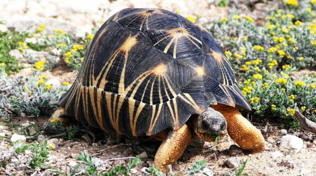 Radiated Tortoise (Astrochelys radiata).