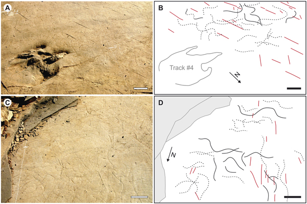 Fish trails found in association with the theropod track.