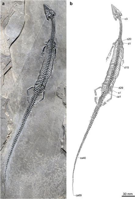 Honghesaurus longicaudalis